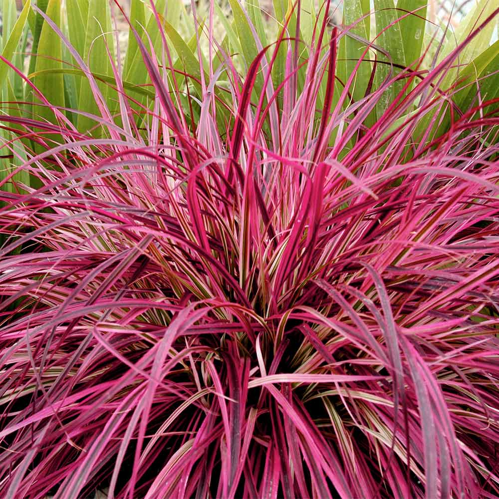 Pennisetum x advena 'Fireworks' image