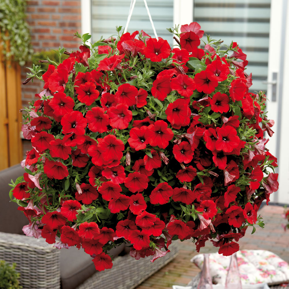 Petunia 'Trailing Surfinia Deep Red' | Dobies