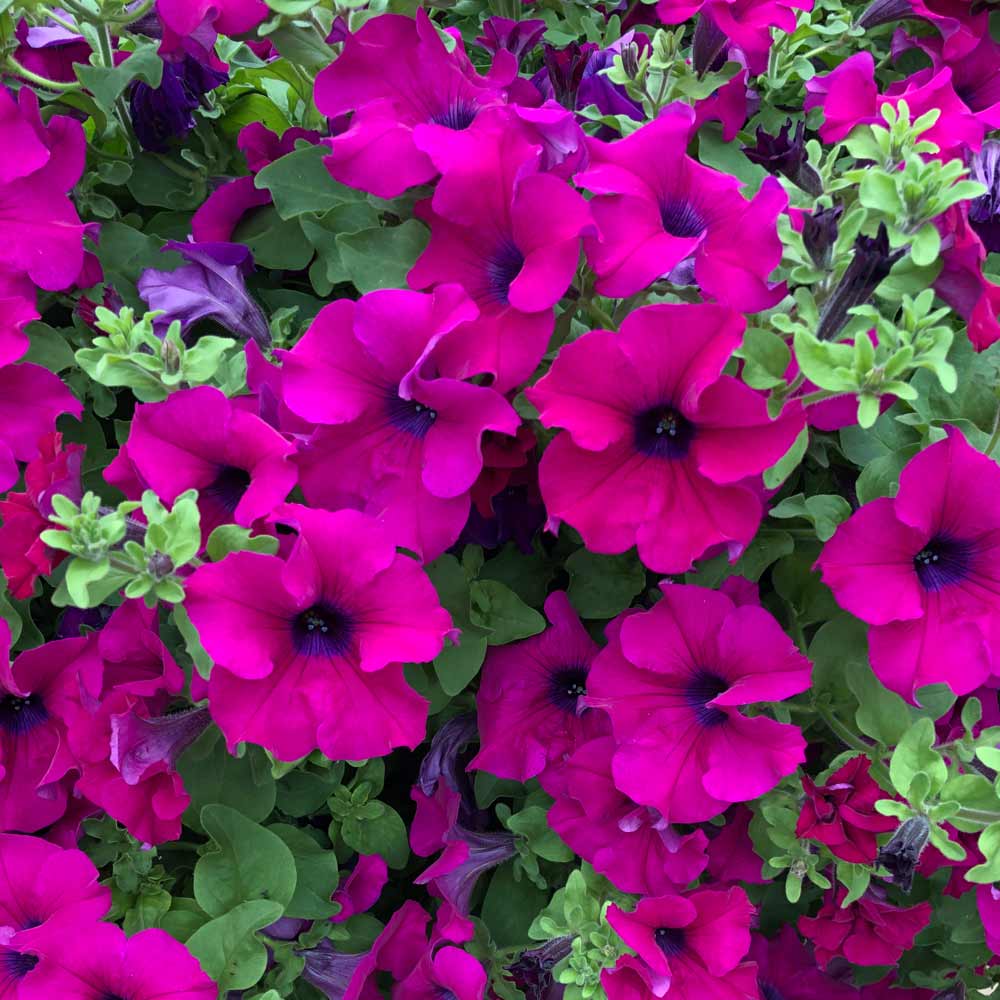 Petunia 'Trailing Surfinia Purple' image