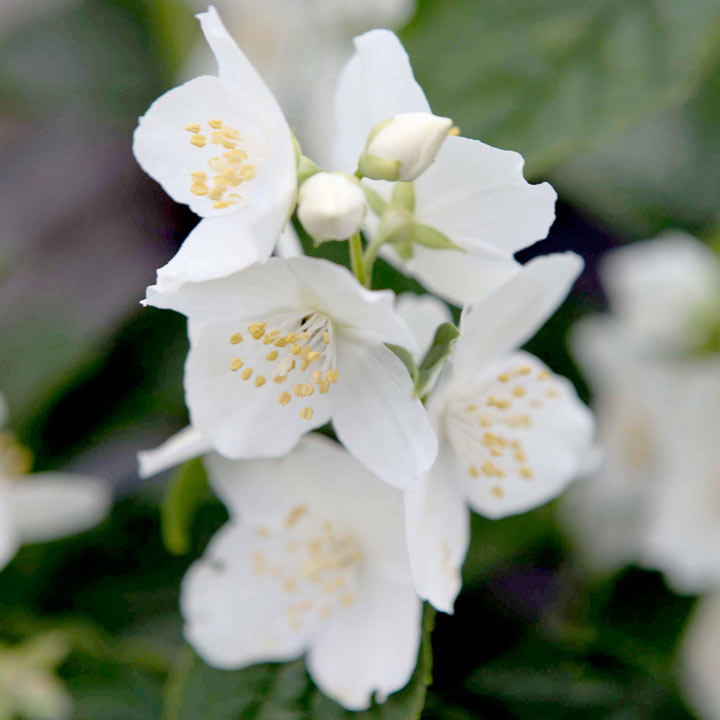 Philadelphus coronarius 'Variegatus' image