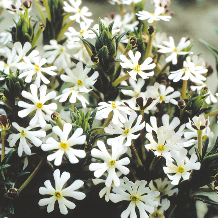 Night-Scented Phlox Seeds image