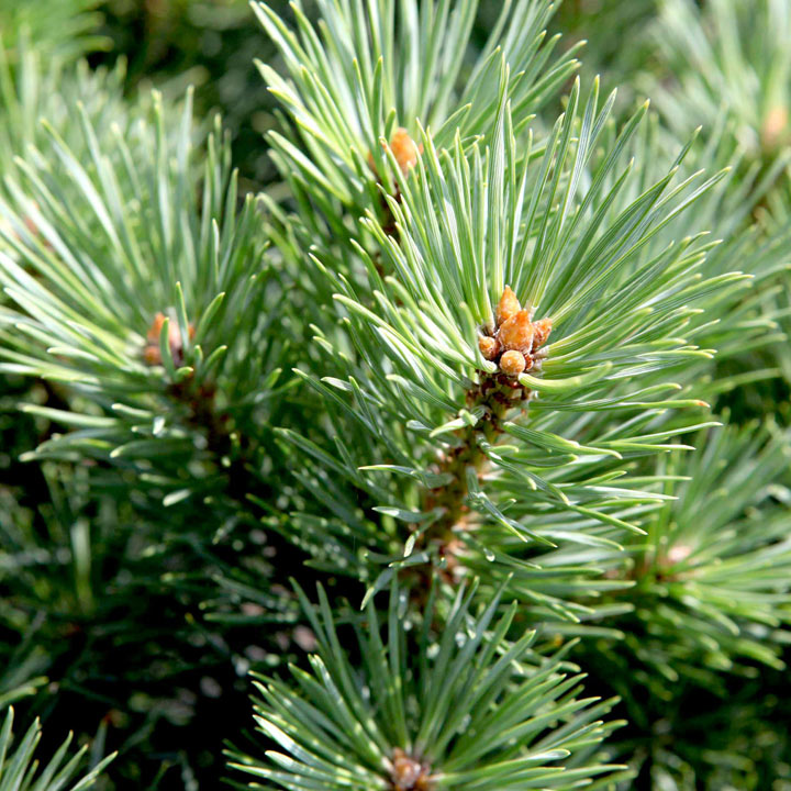 Pinus sylvestris 'Watereri' image
