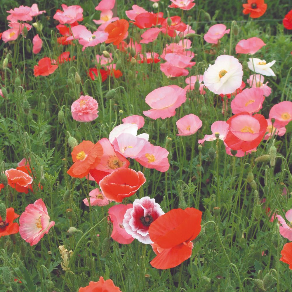 Poppy (Organic) Seeds - Mix image