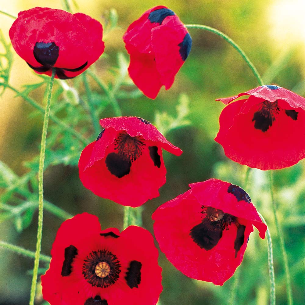 Poppy Seeds - Ladybird image