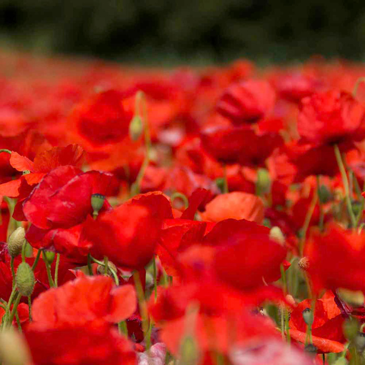 Poppy Seeds - Rhoeas image