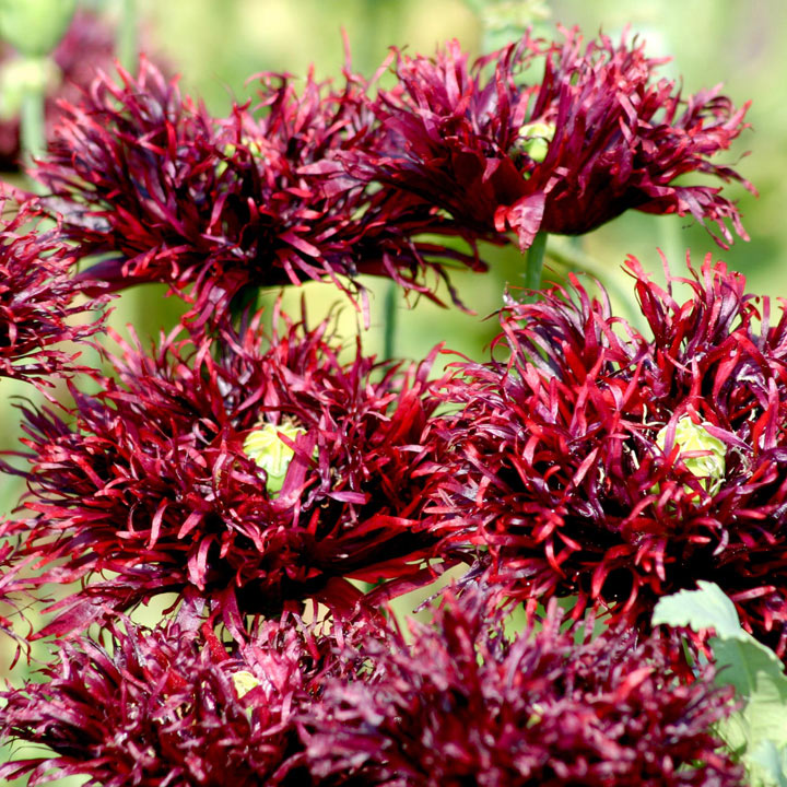 Poppy Seeds - Black Swan image