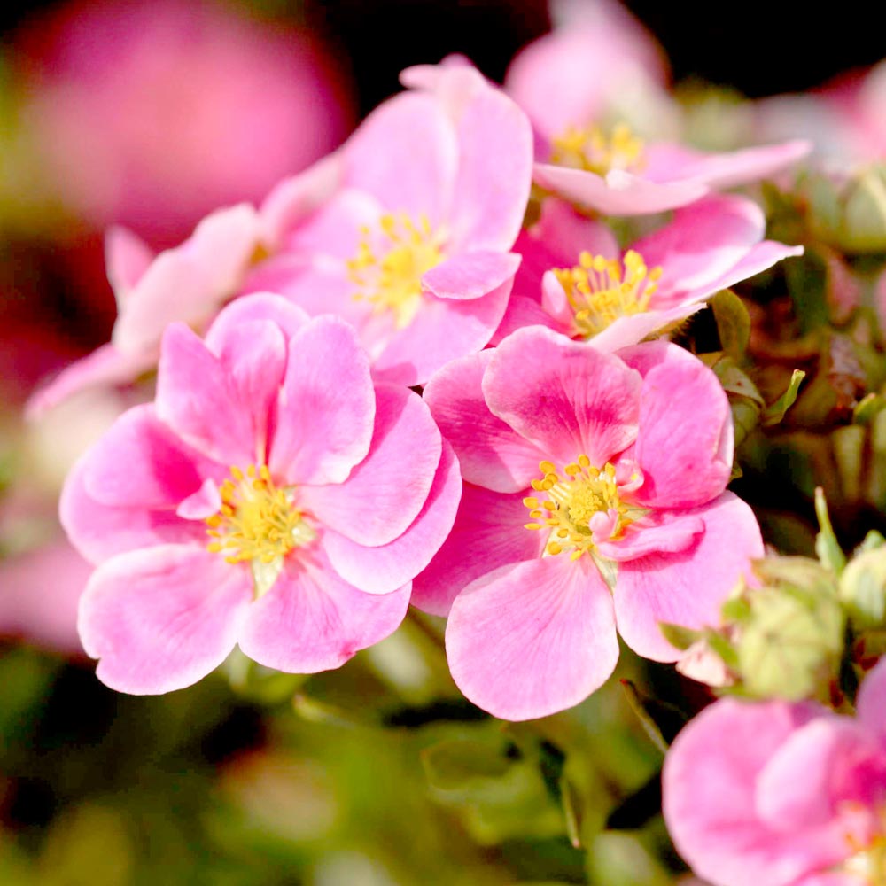 Potentilla fruticosa 'Pink Paradise' image