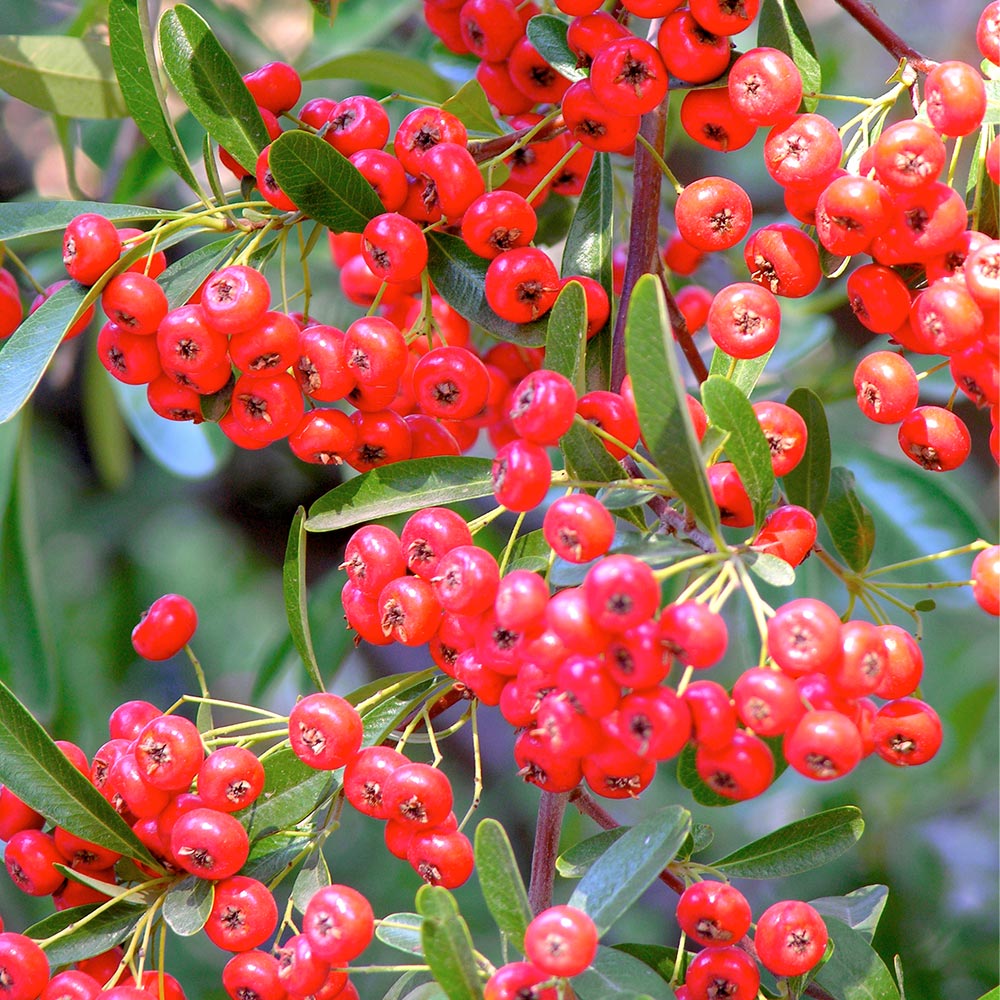Pyracantha coccinea 'Red Star' image