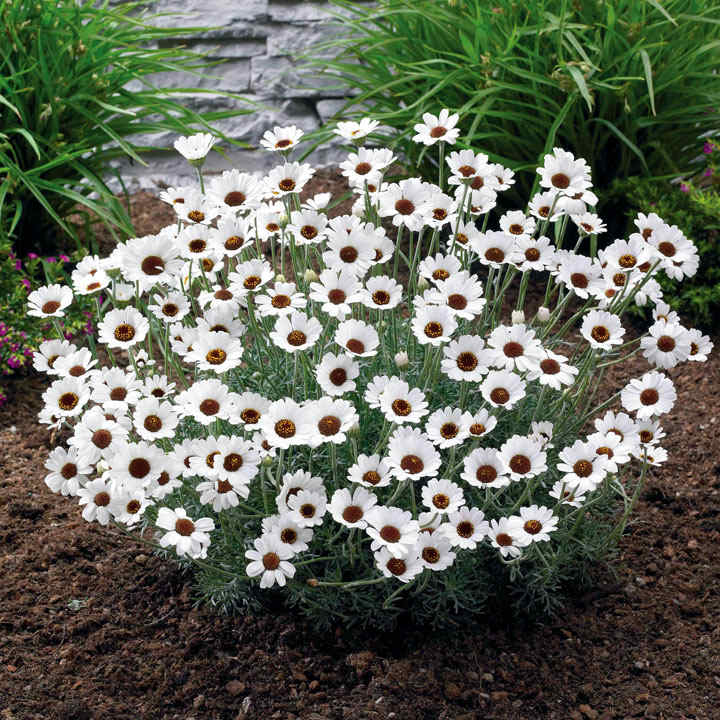 Rhodanthemum 'Casablanca' image