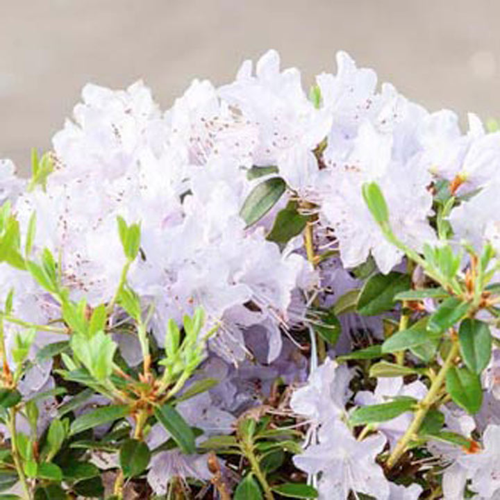 Rhododendron 'Blue Tit' image