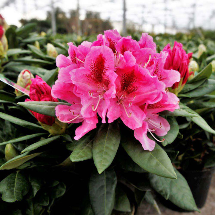 Rhododendron 'Cosmopolitan' image