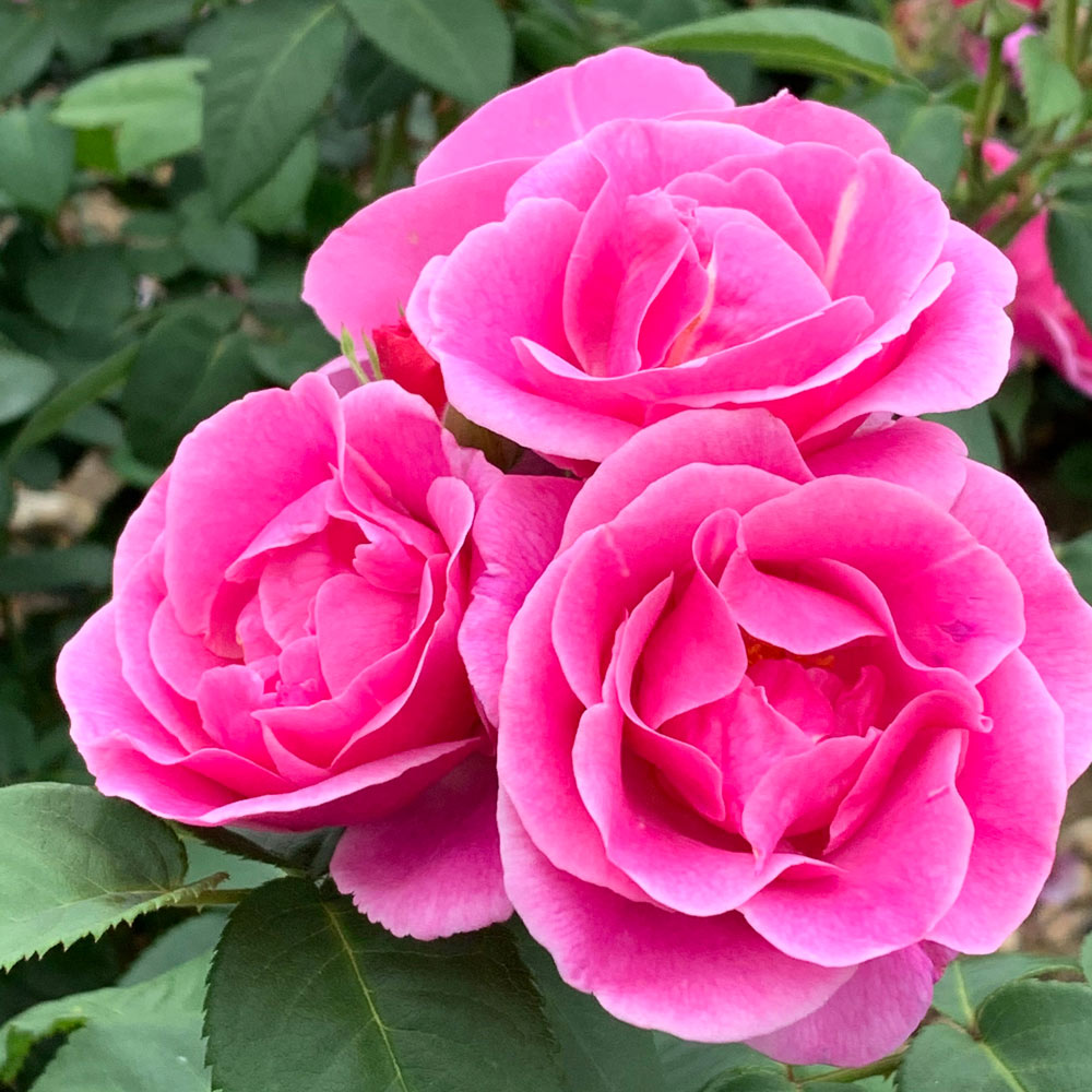 Rose 'Lucky' (Floribunda Rose) image