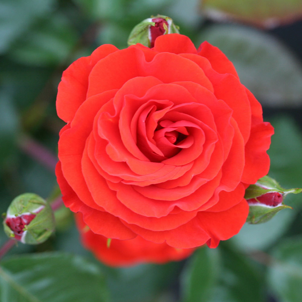 Rose 'Precious Love' (Floribunda Rose) image