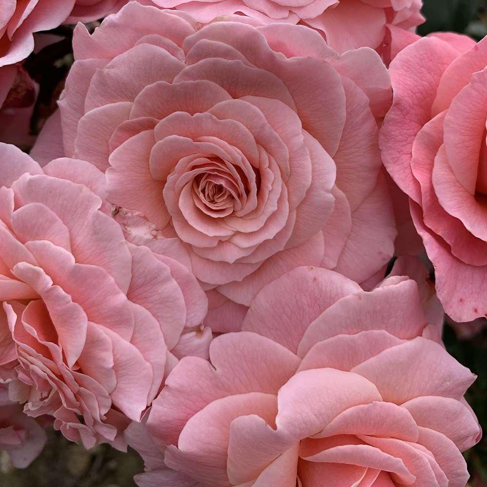 Rose 'Tinkled Pink' (Floribunda Rose) image