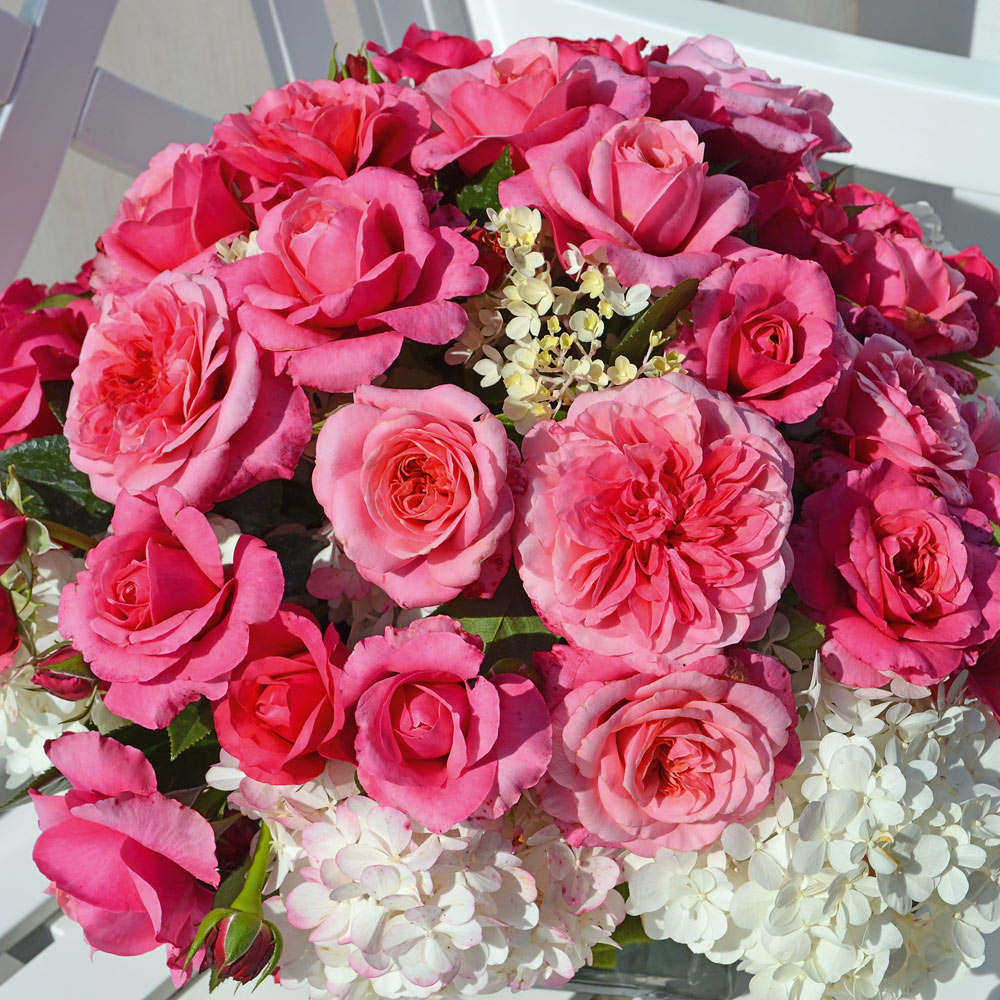 Rose 'Home Florist 'Timeless Pink' (Hybrid Tea Rose) image