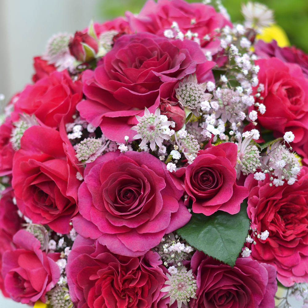 Rose 'Home Florist Timeless Purple' (Hybrid Tea Rose) image