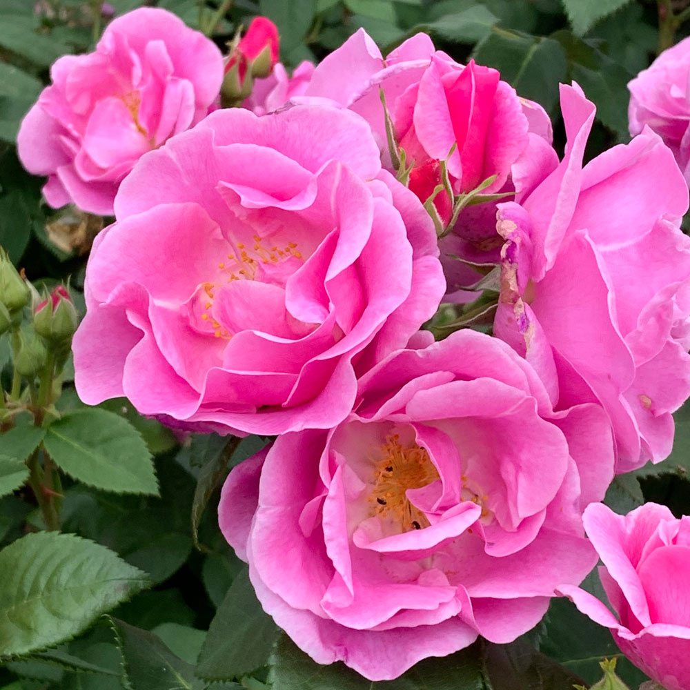 Mum in a million rose best sale rhs