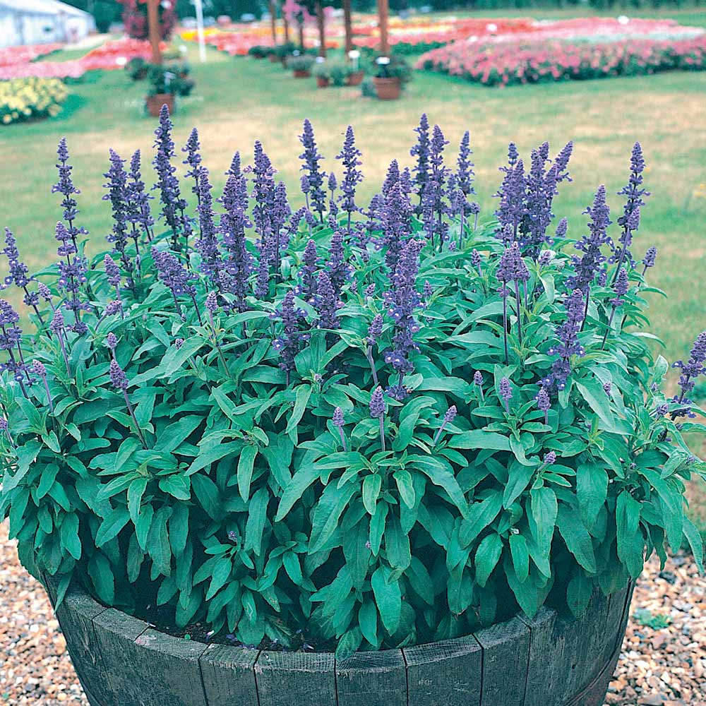 Salvia Farinacea Seeds - Victoria image