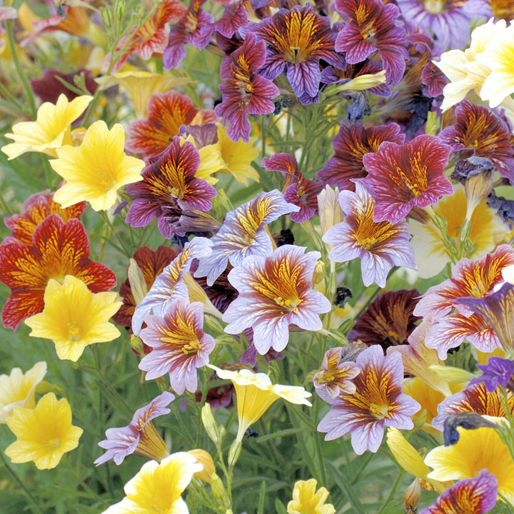 salpiglossis sinuata - little friends image