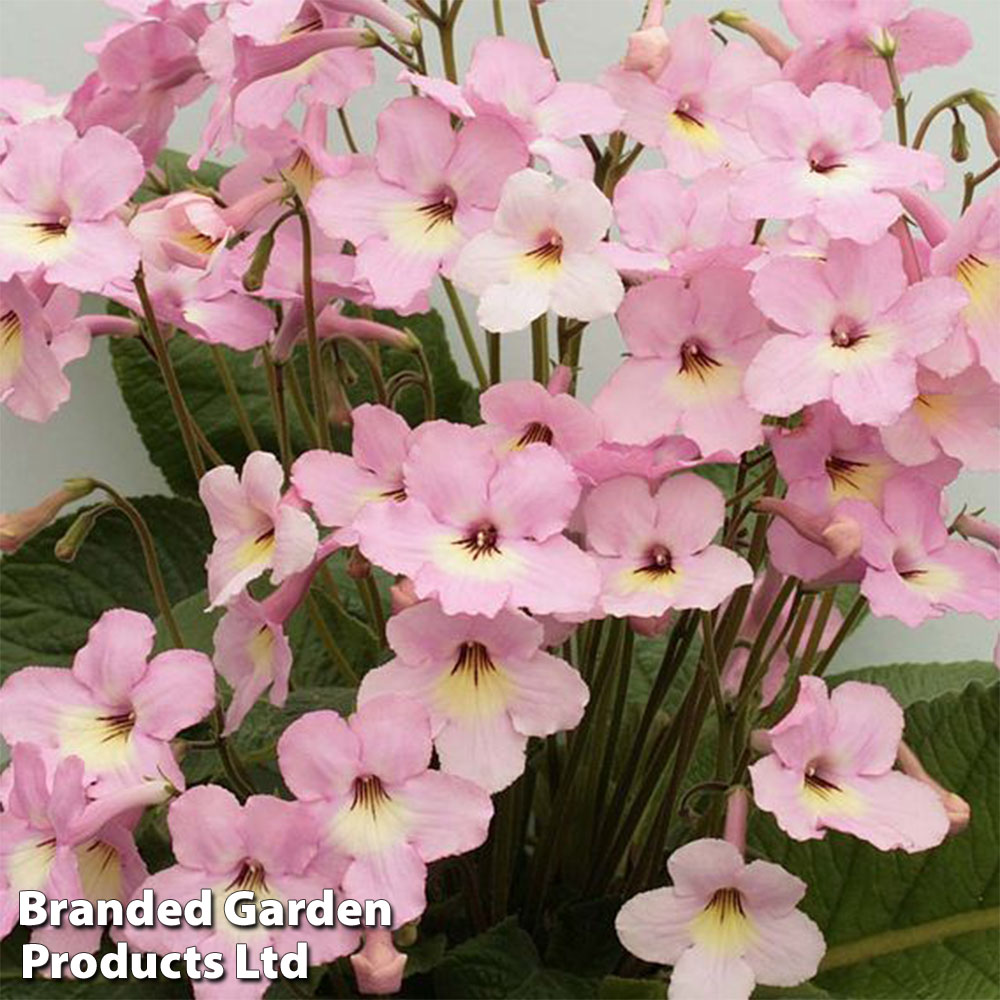 Streptocarpus 'Hannah' image