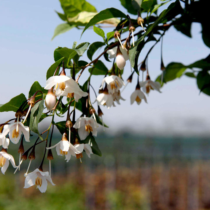 Styrax japonica Plant image