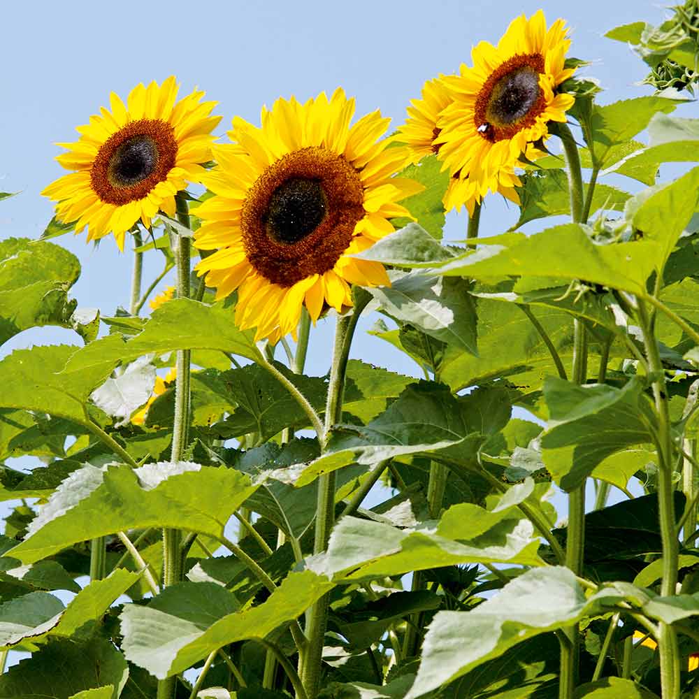 Sunflower Seeds - Titan image