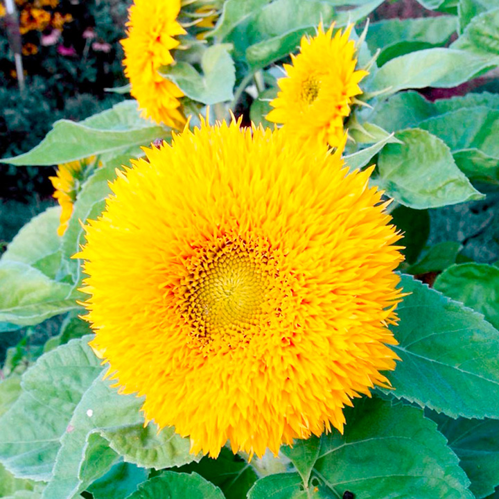 Sunflower Teddy Bear image