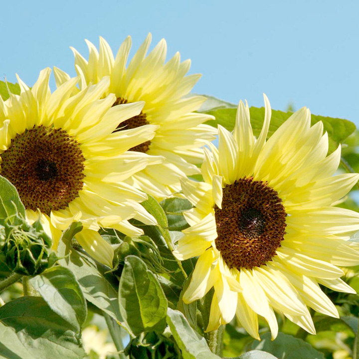 Sunflower - Buttercream F1 - image