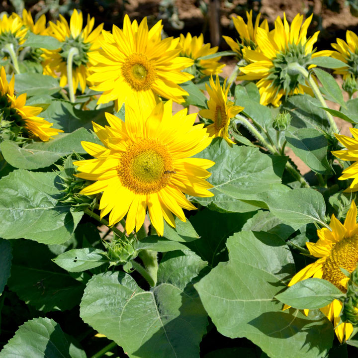Sunflower - Suntastic F1 image