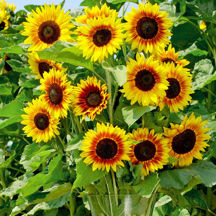 Sunflower - Solar Power F1 image