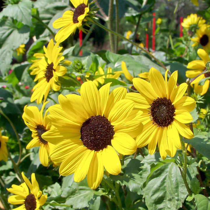 Sunflower (Organic) Seeds - Small Yellow Flower image