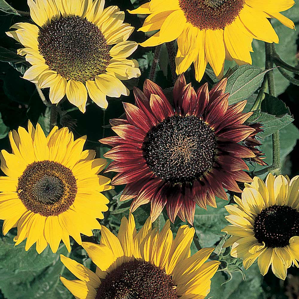 Sunflower Seeds - Cutting Mixed image