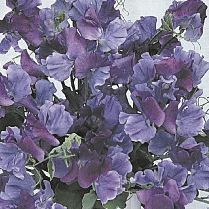 Sweet Pea 'Fragrant Skies' - Seeds image