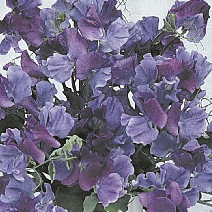 Sweet Pea Seeds - Fragrant Skies image