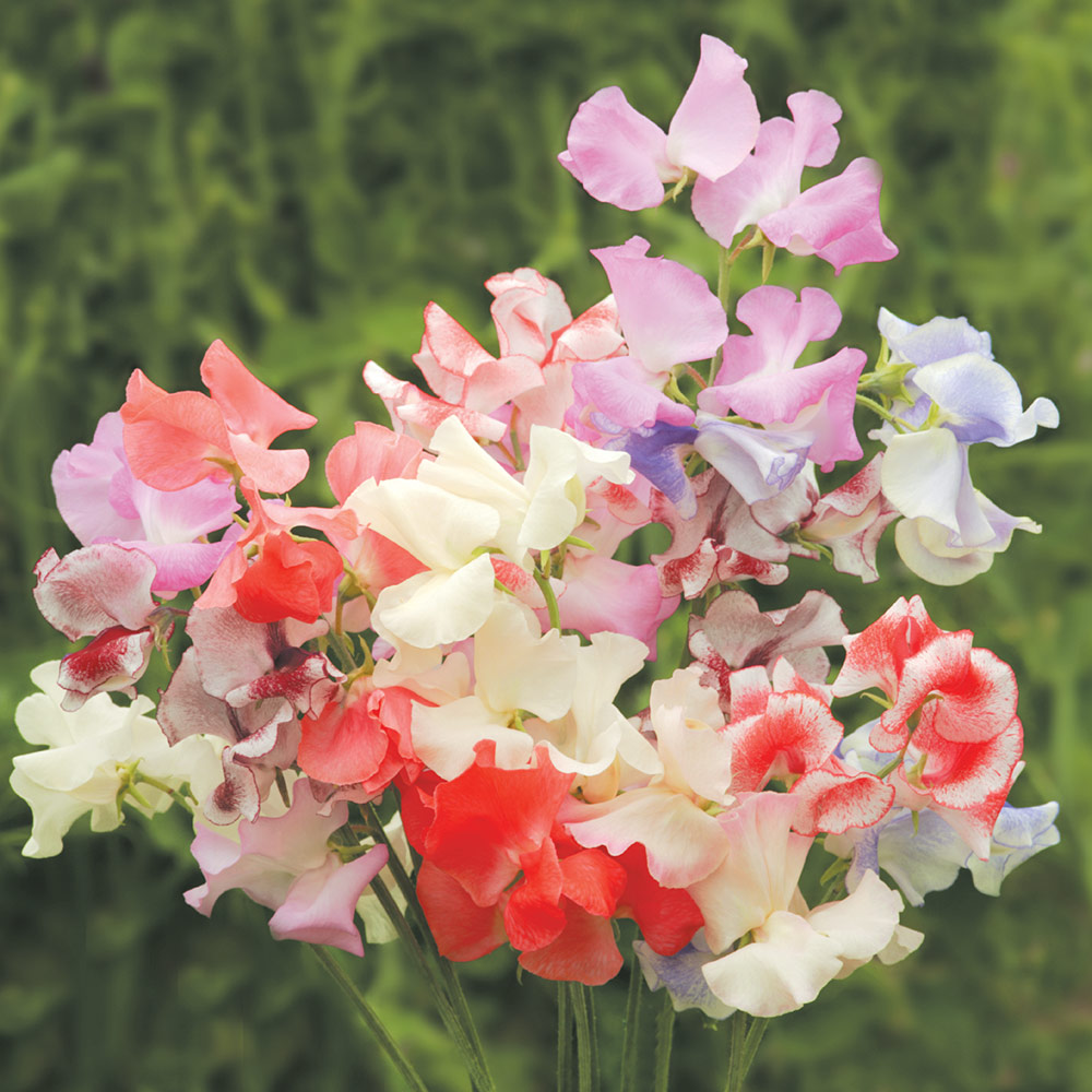 Sweet Pea Seeds - Showbench Mixed image