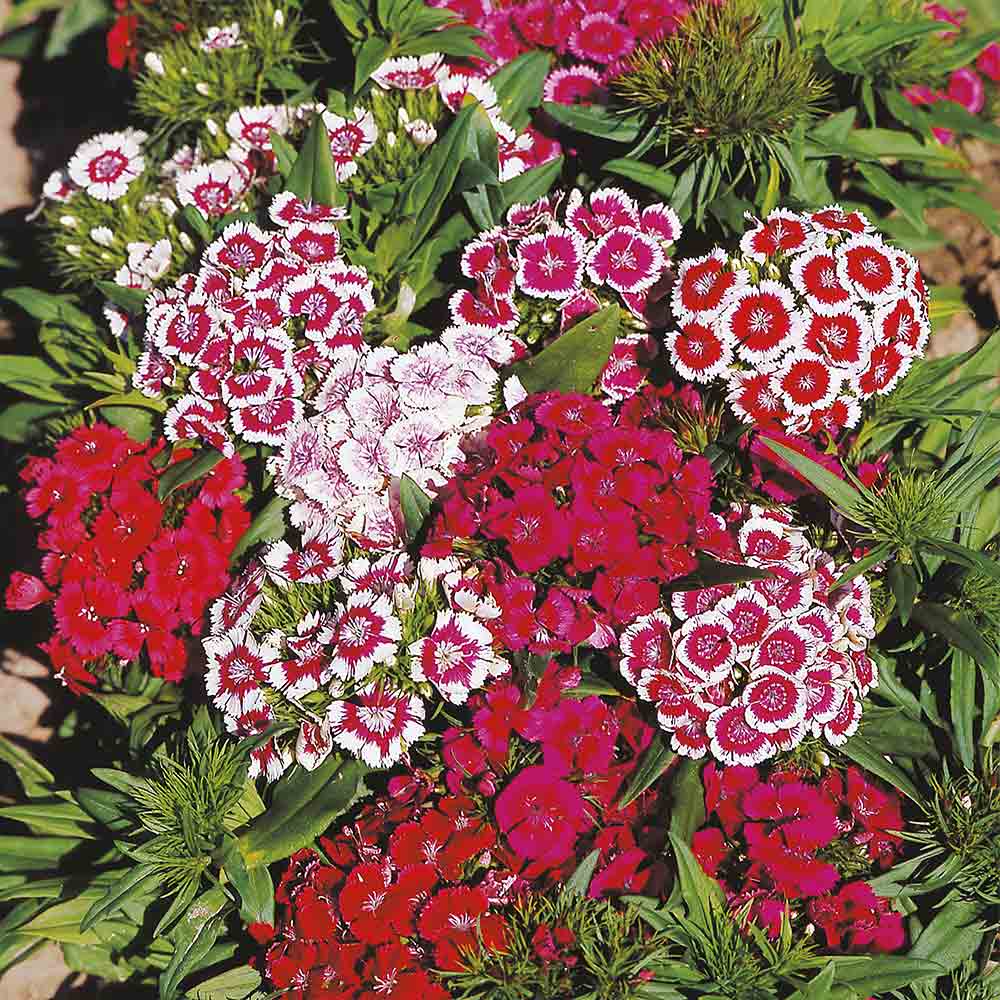 Sweet William 'Barbarini' image