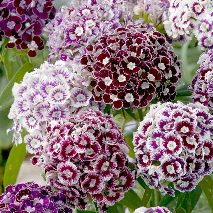Sweet William Seeds - Frosted Burgundy image