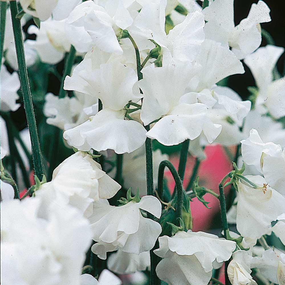 Sweet Pea Seeds - White Leamington image