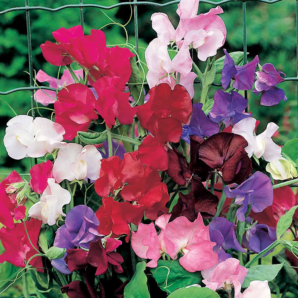 Sweet Pea 'Rob's Perfect Summer' - Seeds image