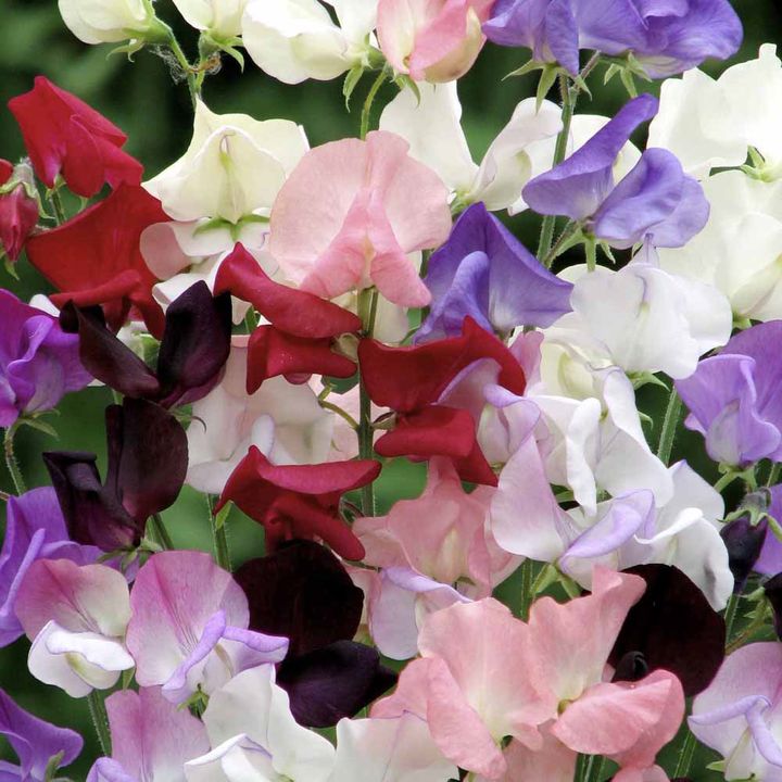 Sweet Pea 'Capricorn' - Seeds image