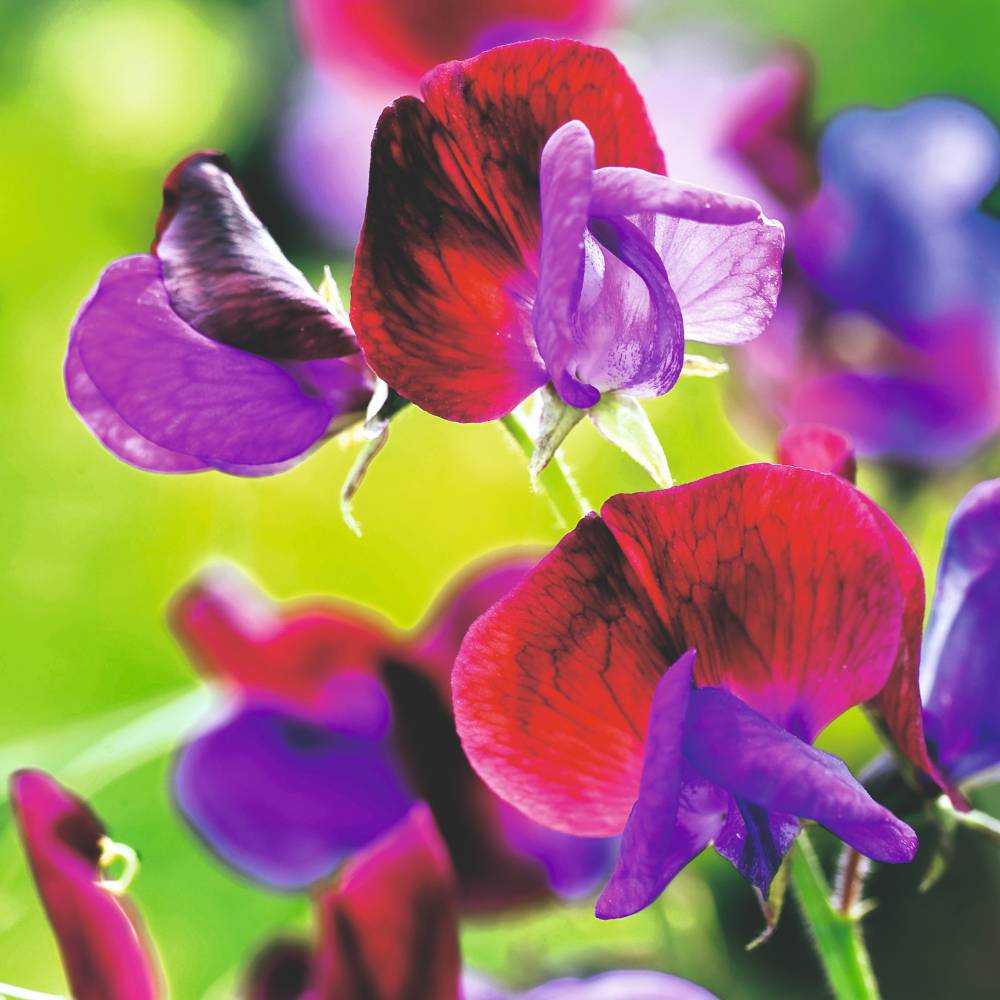 Sweet Pea Seeds - Cupani image