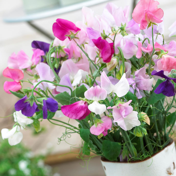 Sweet Pea 'Jet Set' - Seeds image