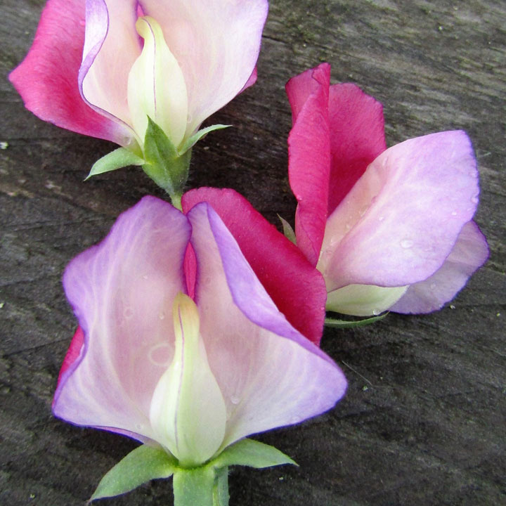 Sweet Pea 'Fire & Ice' - Seeds image
