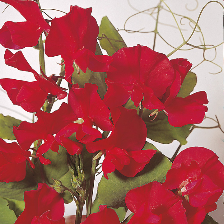 Sweet Pea 'Winston Churchill' - Seeds image