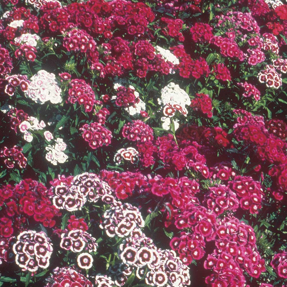 Sweet William Seeds - Dobies Special Mixed image