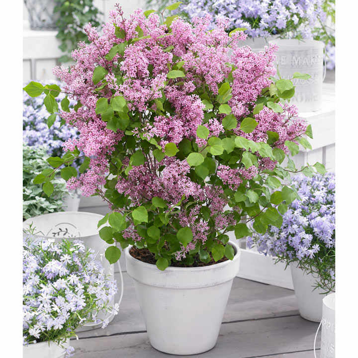 Lilac Dwarf 'Flowerfesta® Pink' image
