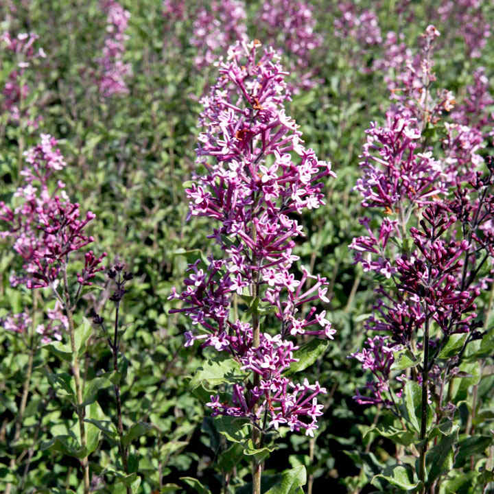 Lilac 'Bloomerang Dark Purple' image