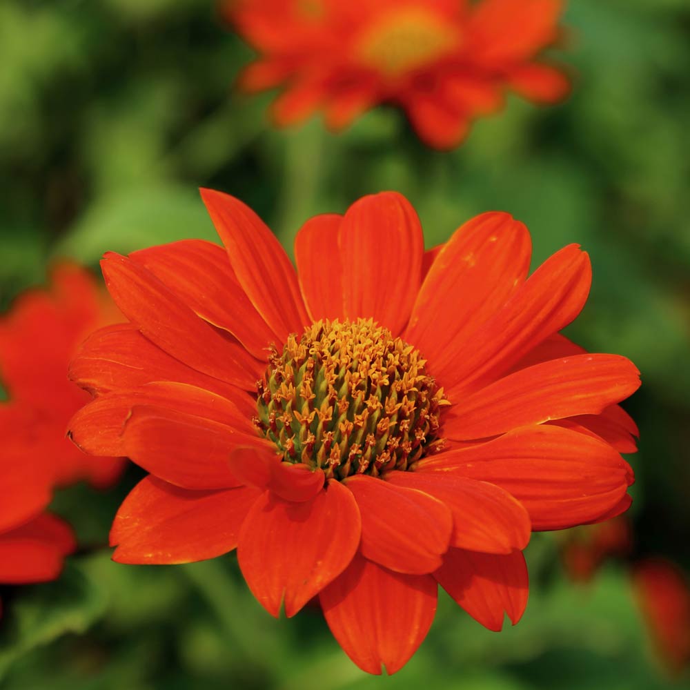 Tithonia 'Red Torch' - Seeds image