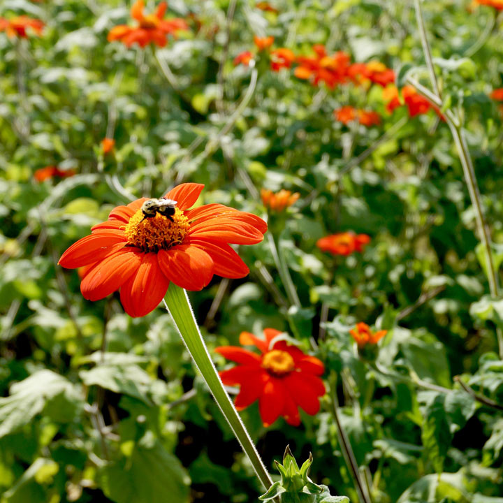 Tithonia 'Goldfinger' - Seeds image