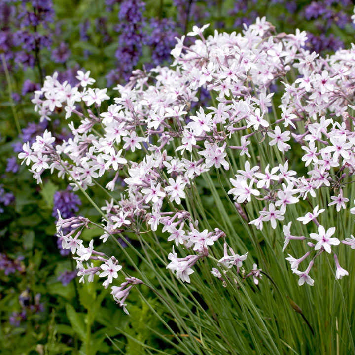 Thulbaghia 'Purple Eye' image